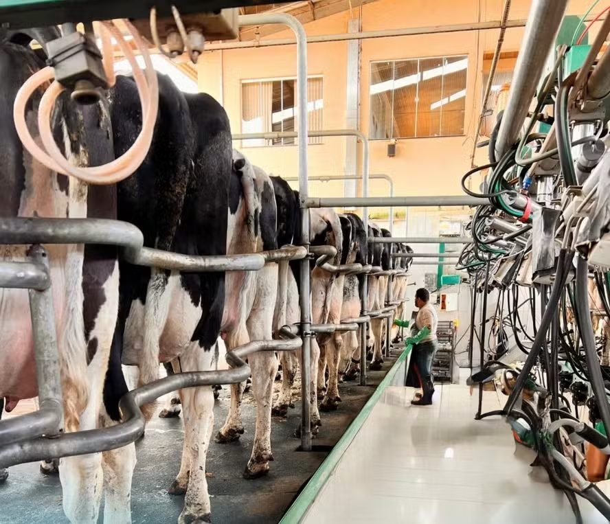 Gigantes do leite ganham fôlego e dominam fatia maior da produção nacional