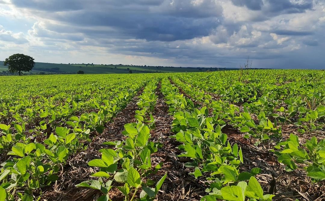 StoneX faz revisão positiva da safra de soja 2026/27, com ajustes nas regiões Norte, Nordeste e Centro-Oeste