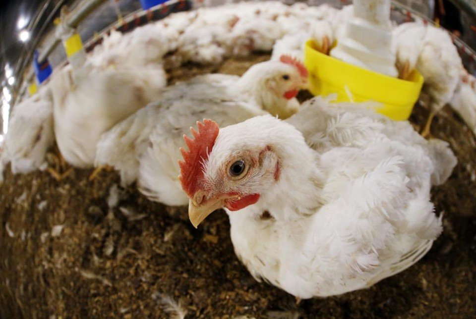 Guerra acende alerta na avicultura do Paraná, maior produtor e exportador do Brasil