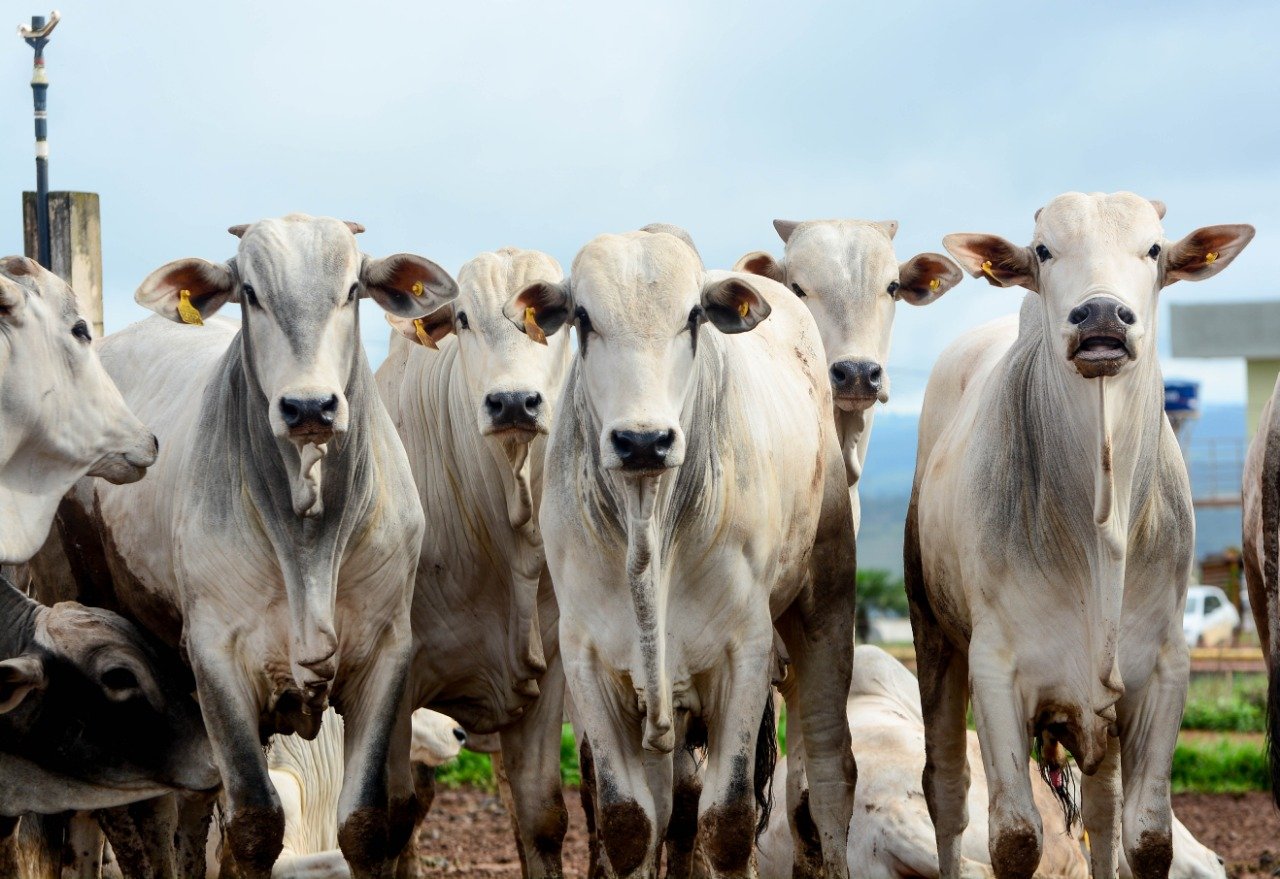 Mercado pecuário se mantém firme em março