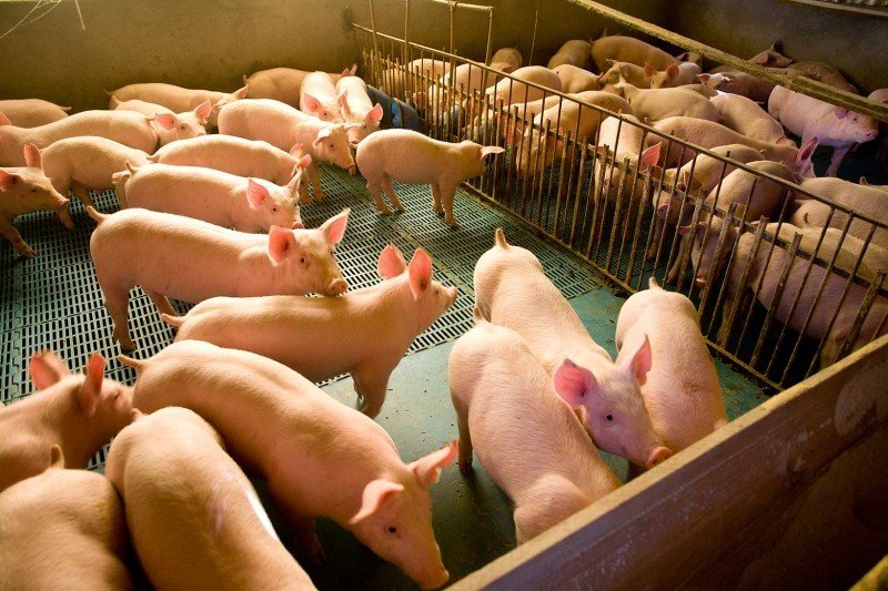 Liquidez do suíno segue limitada por baixa demanda e incertezas sobre cenário externo