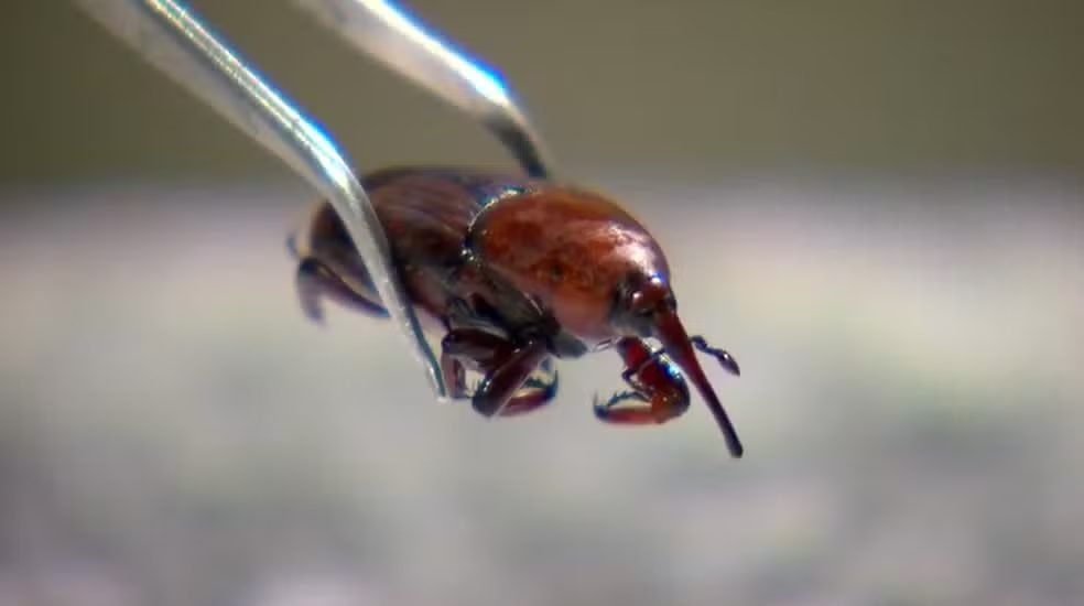 Ameaça Bilionária: Besouro invasor acende sinal amarelo para a produção agrícola nacional