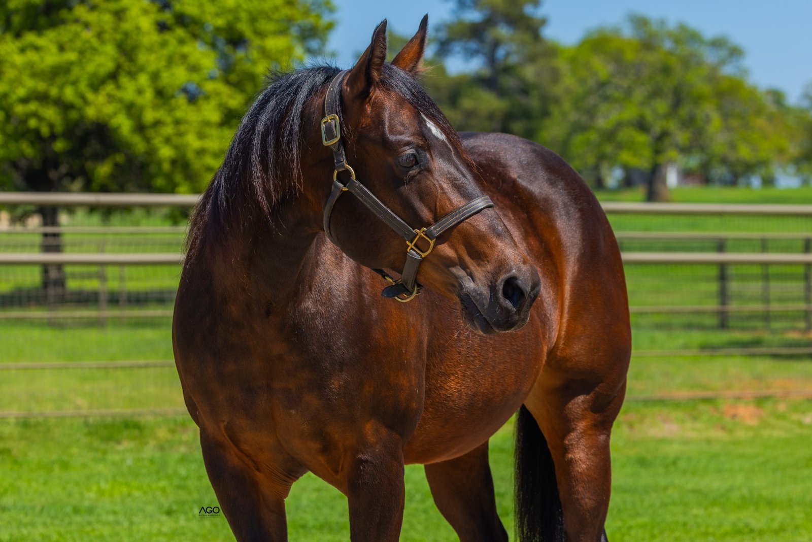 Quarto de Milha, o cavalo mais versátil do mundo, traz vantagens e desafios na sua criação; conheça