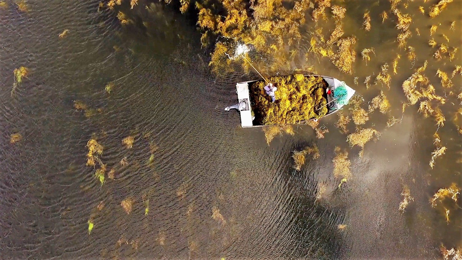 Alga marinha Ascophyllum nodosum revoluciona a agricultura sustentável e aumenta a produtividade no campo