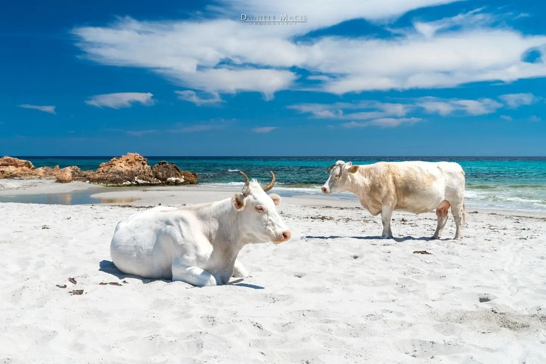 Vacas dominam praias na Itália e criam cenário surreal à beira-mar; vídeo