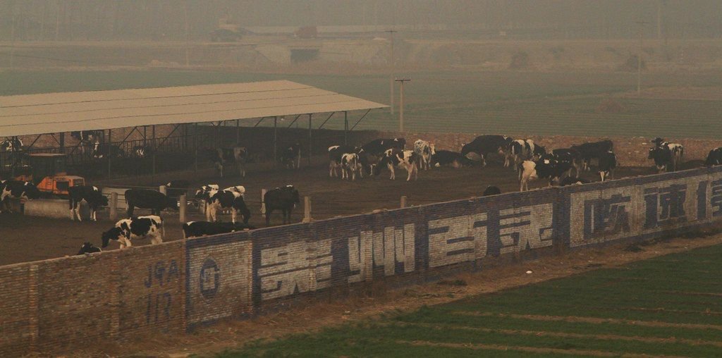 China confirma nova variante de febre aftosa em 6.200 bovinos e e acende alerta global na pecuária