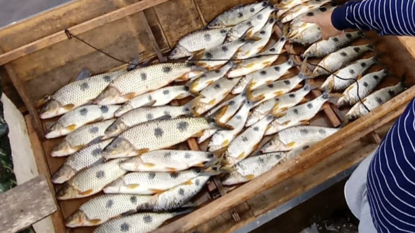 Como identificar peixe fresco; leia orientações do Instituto de Pesca