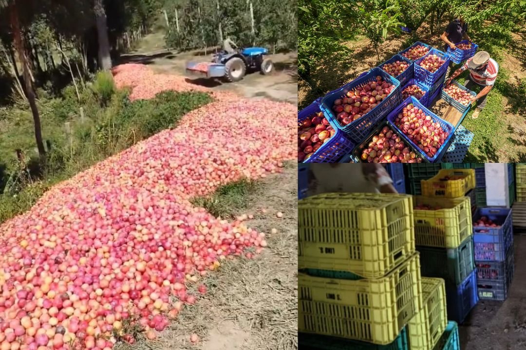 Agricultor chora ao descartar 50 toneladas de ameixa em SC após colapso nas vendas; vídeo