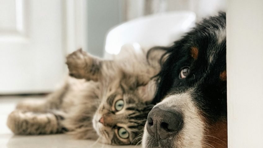 SP permite registrar queixa contra maus-tratos a animais on-line