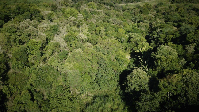 São Paulo amplia monitoramento ambiental por satélite