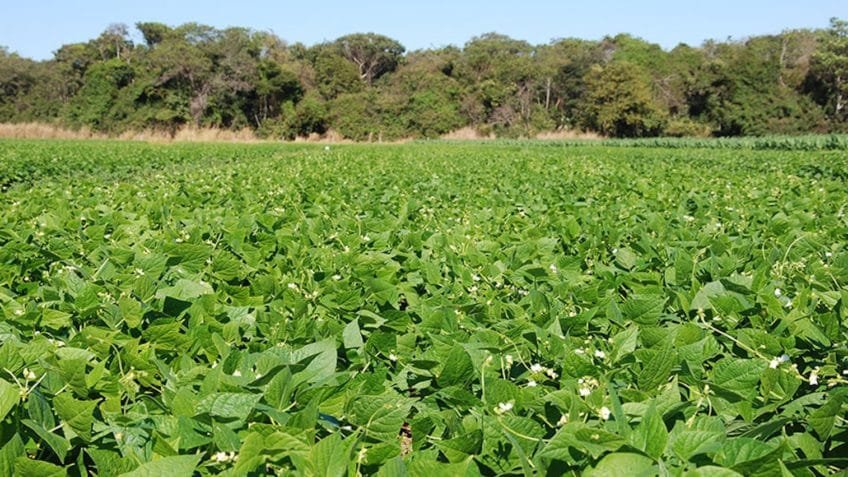 BiomaPhos aumenta produtividade do feijão no Cerrado em 17%