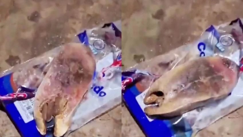 Prefeitura no RN nega ter distribuído peixes estragados na Semana Santa