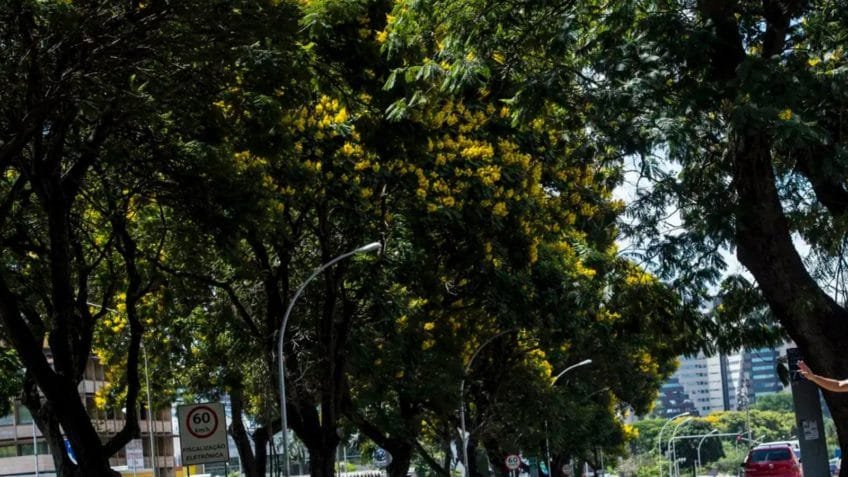 Morar em ruas com mais árvores reduz risco cardiovascular