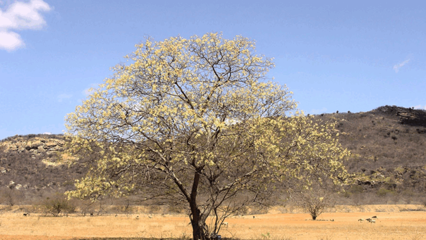Mudas de espécies da Caatinga podem ser produzidas com água salobra