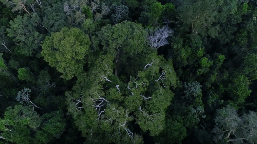 Política de cooperação com municípios reduz incêndios na Amazônia