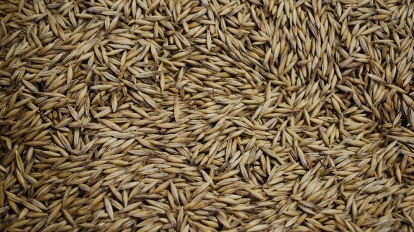 Aveia é aliada contra o colesterol alto, reforça pesquisa