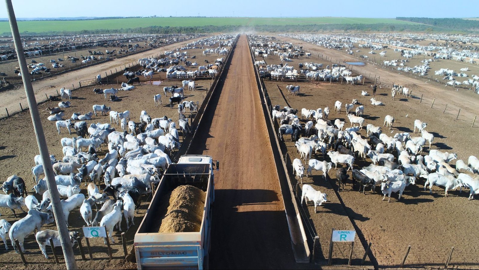 O efeito poupa-terra da pecuária brasileira, confinamento eleva produtividade