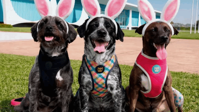 Janja celebra a Páscoa com cachorras fantasiadas de coelhinhas