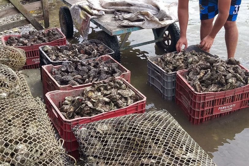 Produtores tem perdas de até 90% na produção de ostras acendem alerta no litoral catarinense