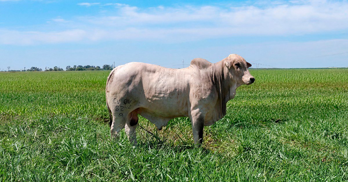 Nelore Mocho: Kodiak de CV é contratado pela Alta Brasil