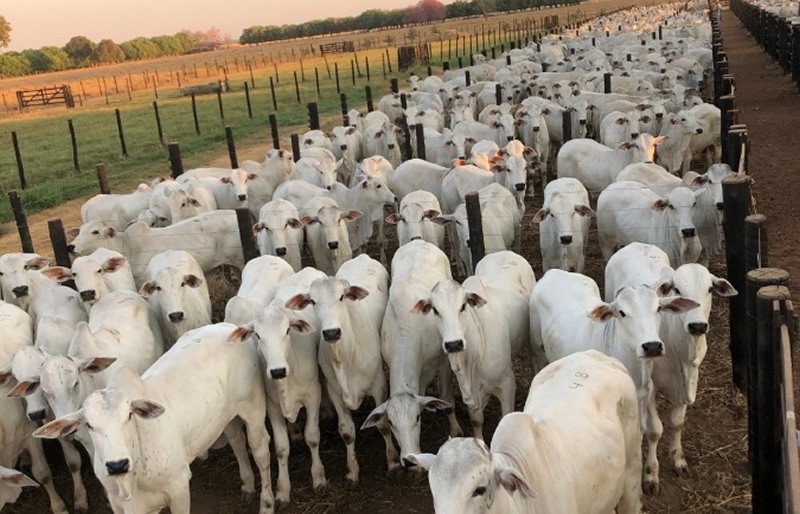 Bezerro alcança R$ 3.365/cab, mas valorização segue abaixo da atingida no ciclo de alta anterior