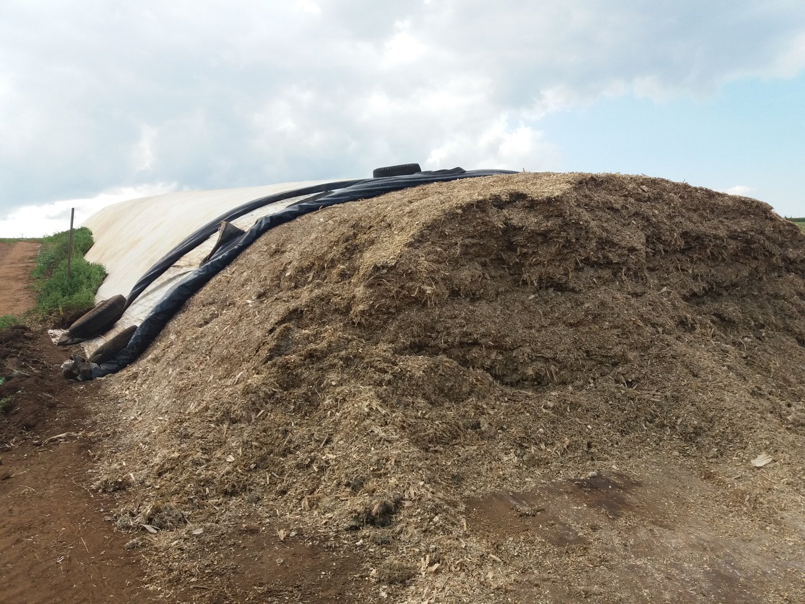 Volumoso garante produtividade e ganho de peso do rebanho durante a seca