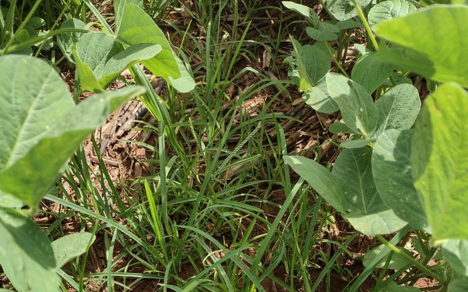 Aprenda a combater o capim-pé-de-galinha, uma das piores ameaças da soja, em curso online