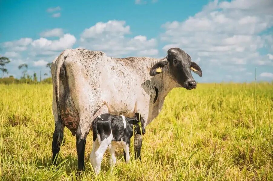 Pecuária leiteira capixaba ganha ferramenta inédita de sustentabilidade