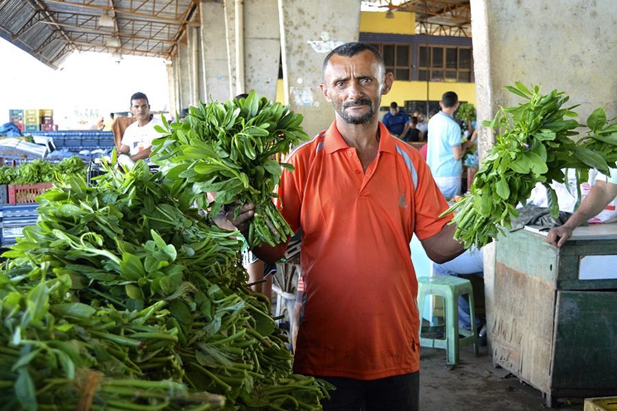 Arapiraca é um dos municípios que mais produzem bredo no país e fortalece a agricultura familiar