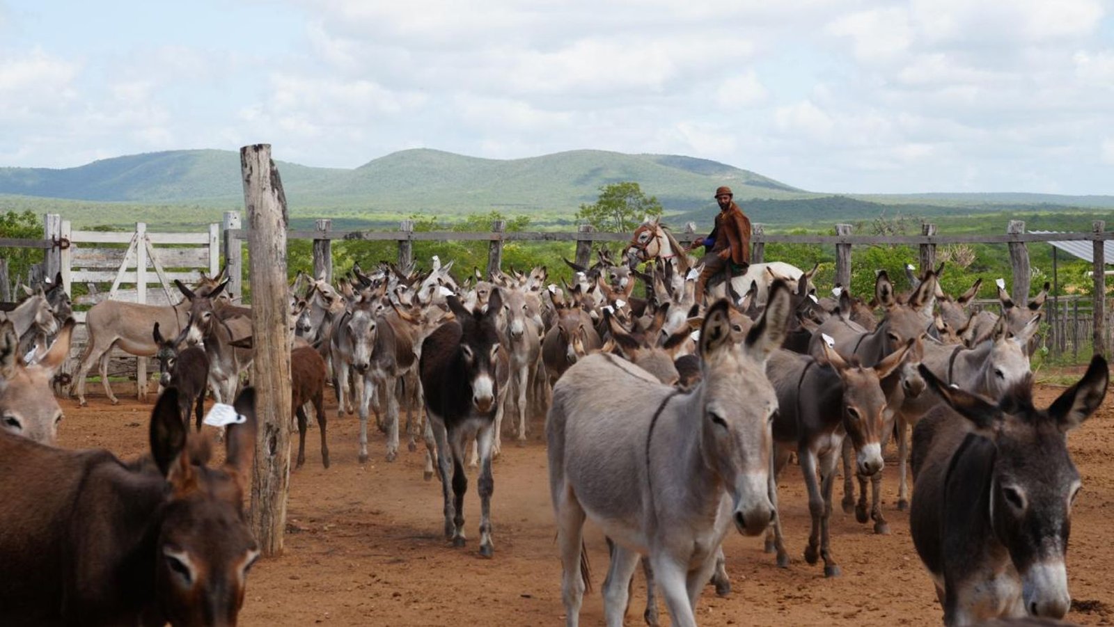 Dados internacionais estimam população de jumentos no Brasil em 730 mil animais