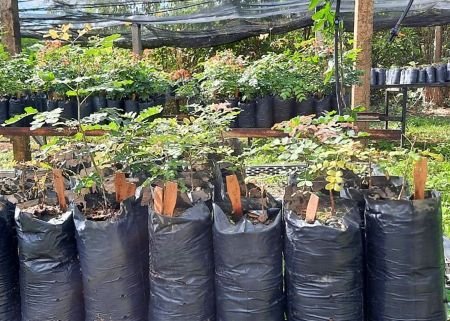 Água salobra pode ser usada na produção de mudas de espécies nativas da Caatinga