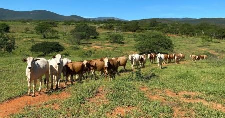 Preço do boi gordo sobe em março e atinge maior valor da série histórica