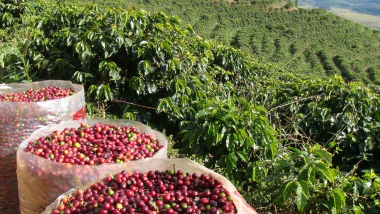 StoneX projeta superávit global de 10 milhões de sacas de café em 2026, mas alerta para volatilidade