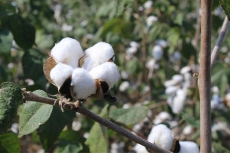 Exportação de algodão paulista para a Índia dispara 160%