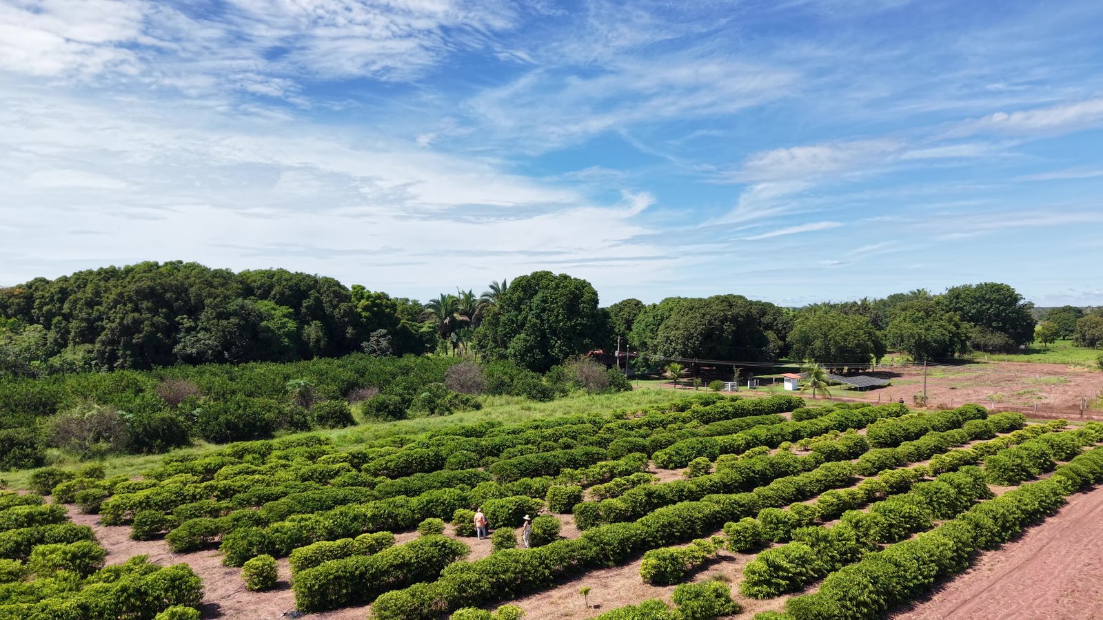 Assistência técnica fortalece produção de alimentos na Comunidade São Sebastião, em Santo Antônio de Leverger