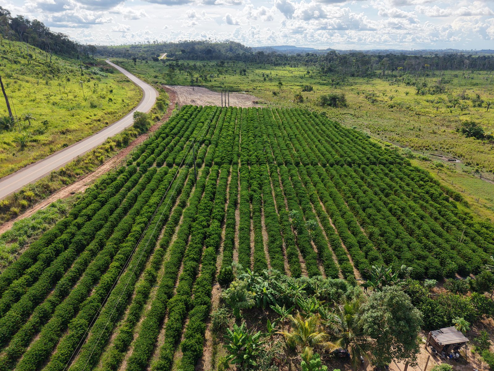 Rota do Café chega a Cotriguaçu e Juína com informações sobre o plantio para o crescimento da produção