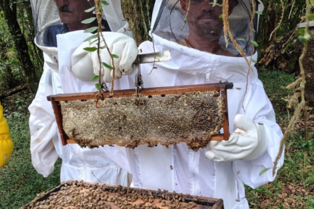 Colheita de mel no RS se aproxima do fim com queda na produtividade