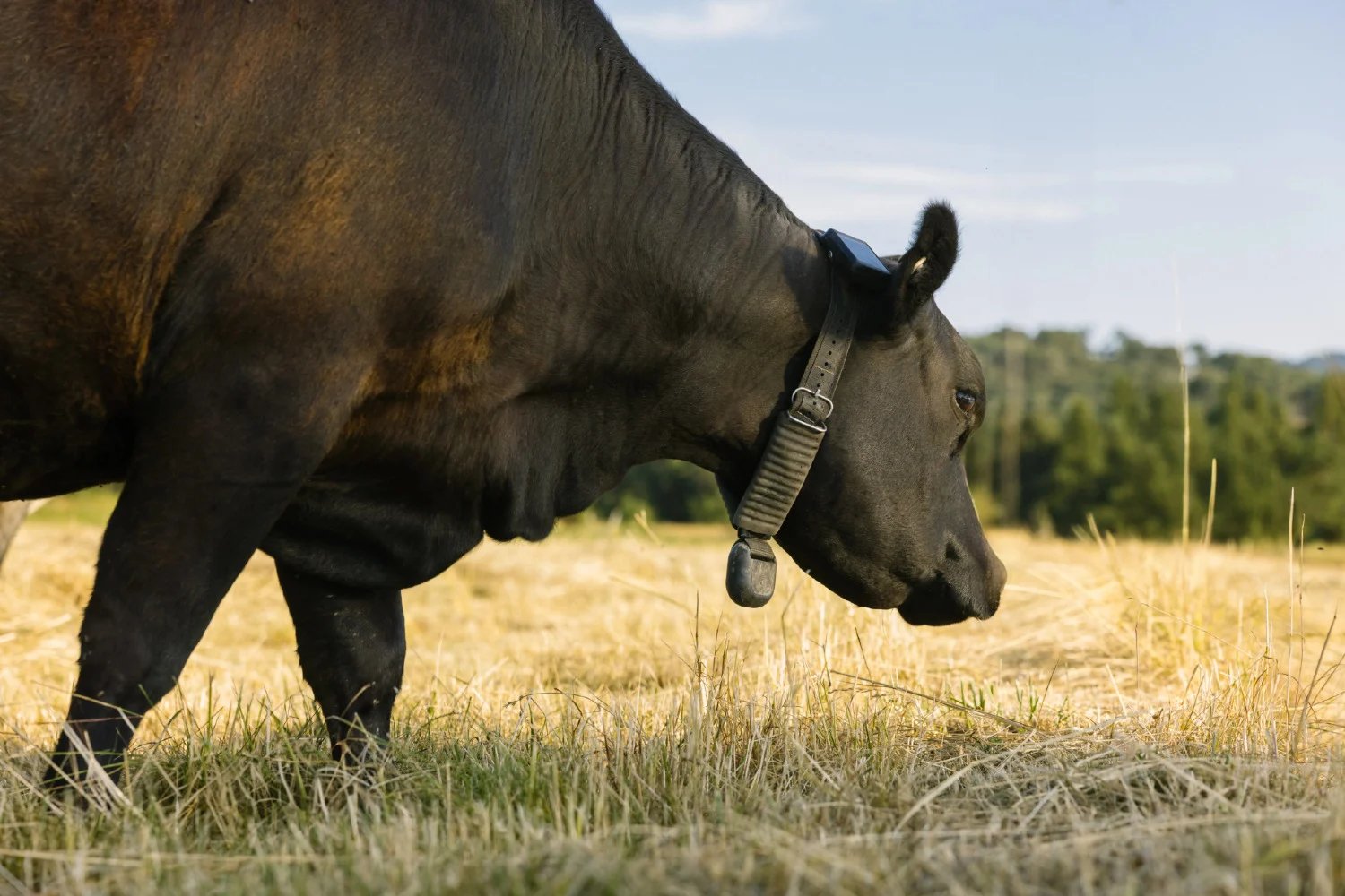 Fim das cercas? Bilionário aposta em coleira que controla vacas pelo celular