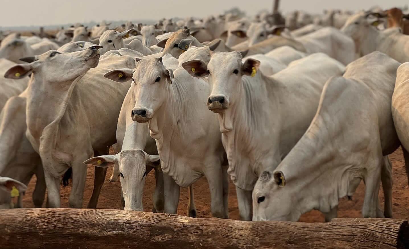 Inovação no campo: Inteligência artificial agora opera sem conexão para monitorar a pecuária