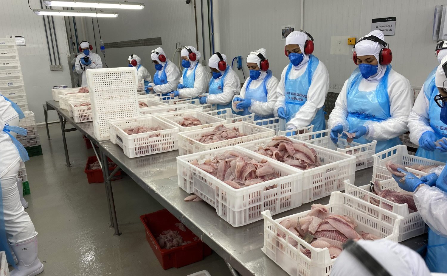 Minas Gerais importa tilápia pela primeira vez mesmo com crescimento da produção