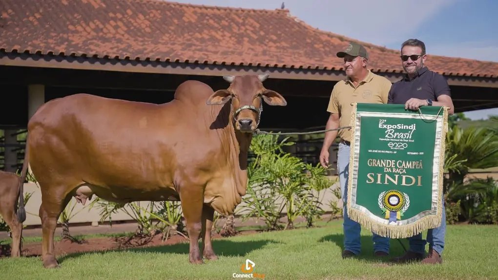 Vaca da raça Sindi do Ceará conquista título nacional e revela nova potência da pecuária no semiárido