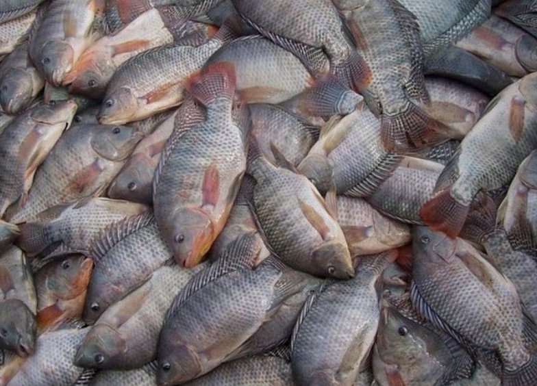 Compra histórica de tilápia por Minas Gerais provoca reação no setor produtivo