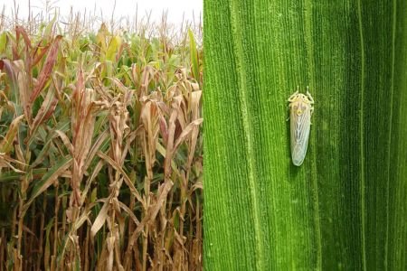 Cigarrinha-do-milho causa prejuízo de US$ 25,8 bilhões ao Brasil