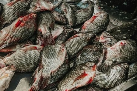 Minas importa tilápia do Vietnã mesmo com vírus letal e recorde de produção