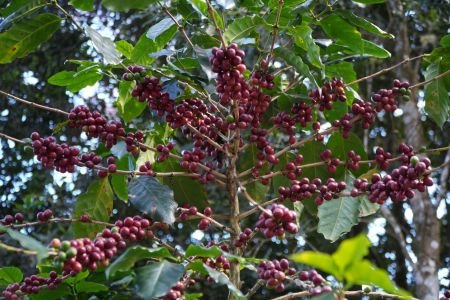 Colheita de café se aproxima e pressiona preços do grão no mercado brasileiro