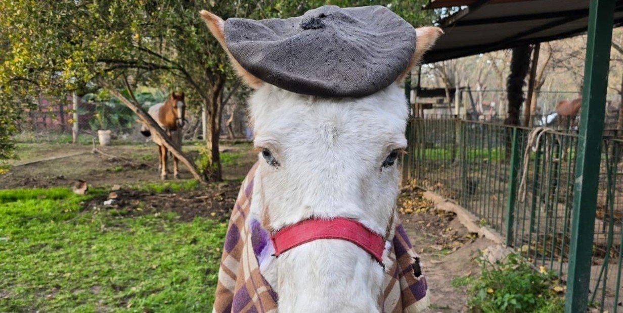 De vítima de maus-tratos a símbolo de amor: a emocionante história do cavalo Jacinto