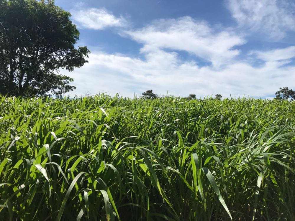Manejo do solo: saiba como destravar o desenvolvimento do capim-mombaça