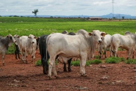 Pecuária de MT deve movimentar R$ 42,1 bilhões em 2026 e bater recorde de abates