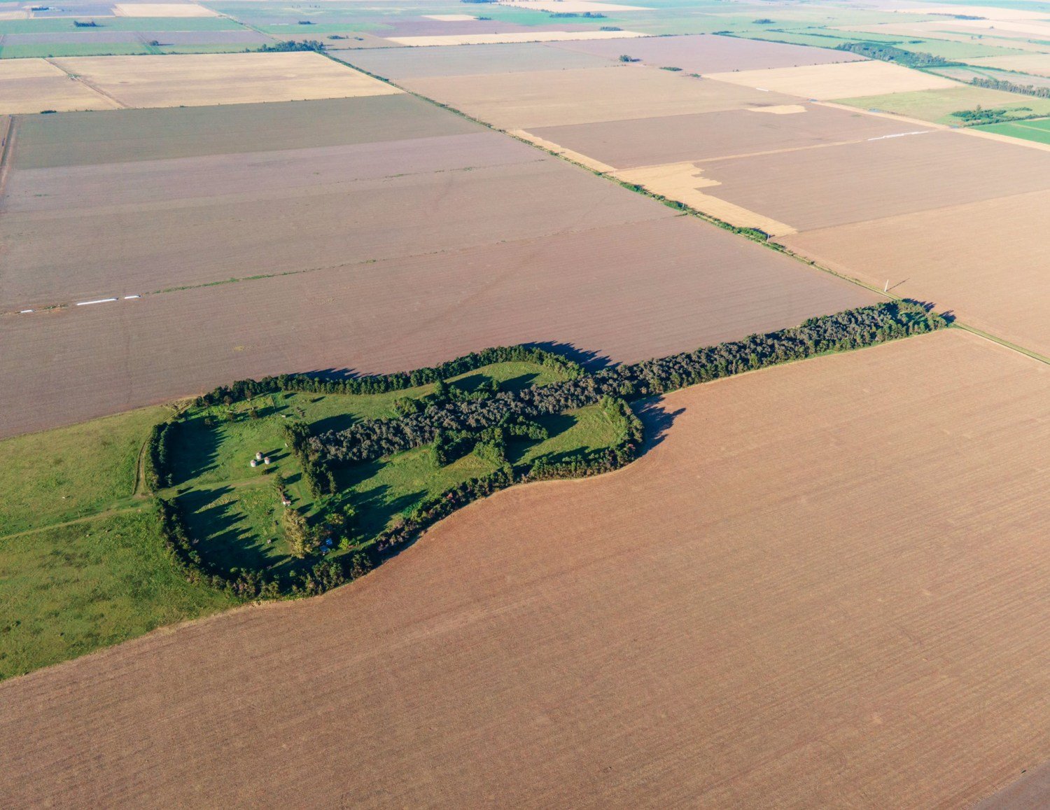 Fazenda em formato de violão com 7 mil árvores emociona o mundo com história real de amor