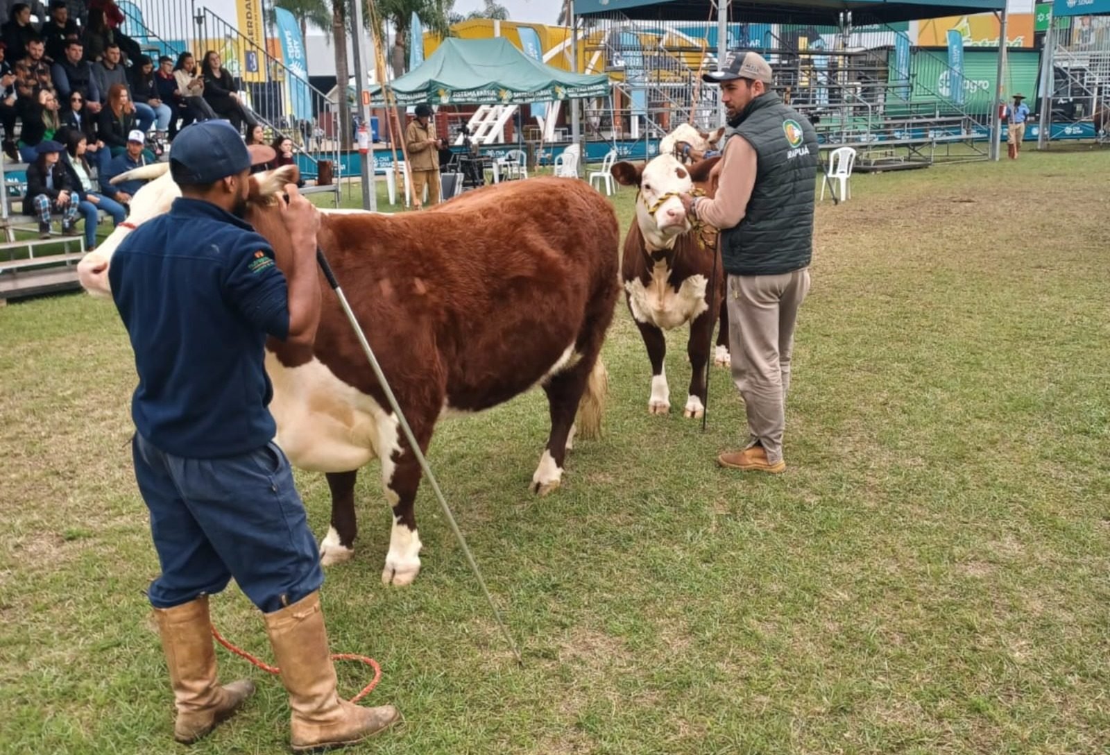 Curso de jurados retorna à programação da Nacional Hereford e Braford
